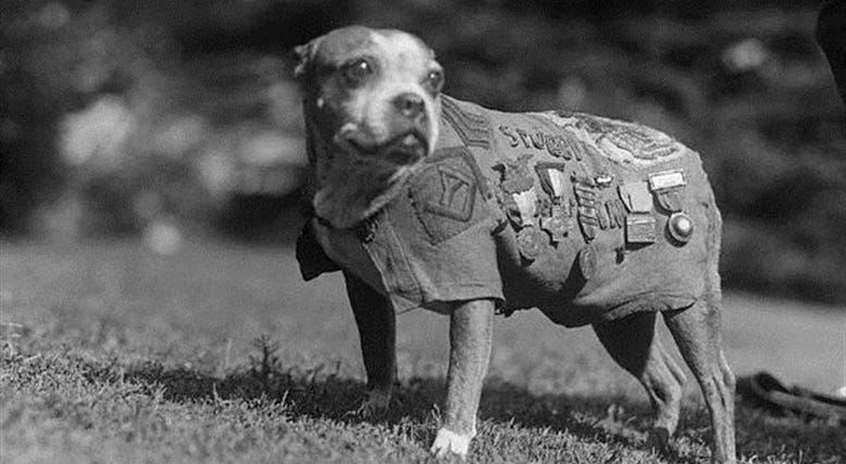 Sgt. Stubby