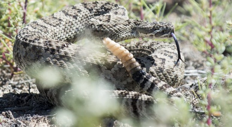 Snake
