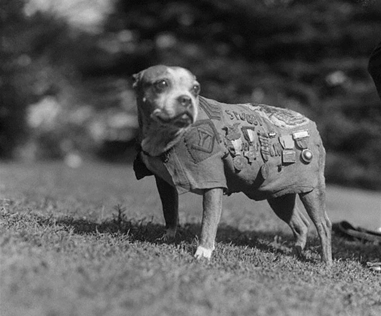 Sgt. Stubby