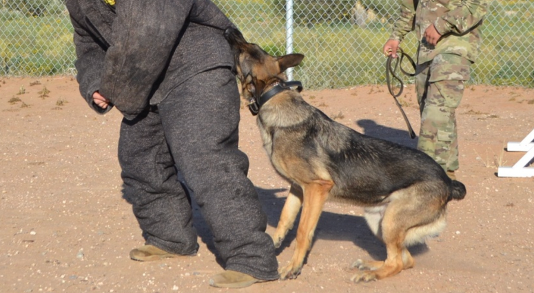 dog training