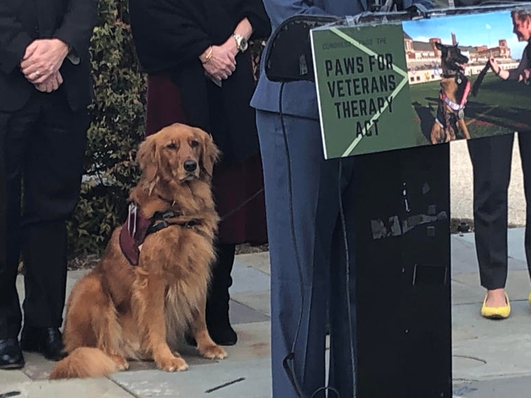 Jackson, the 6-year-old service dog. ServiceDog