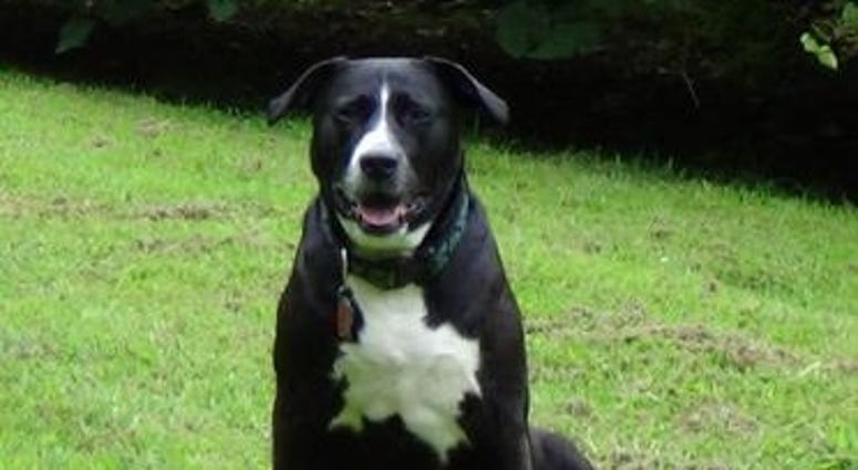 Ernesto Hernandez’s dog Daisy was the impetus for the founding of Wounded Paw Project, with Hernandez calling Daisy his co-founder. Wounded Paw Project Pets