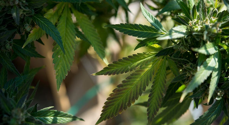 House lawmakers are on a new push to require the VA to research medical marijuana.