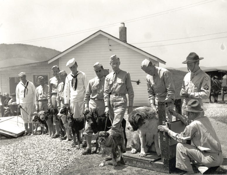 Dogs are inducted into the Army at Front Royal, Virginia. August 25, 1942