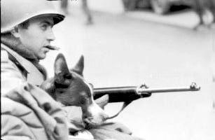 Tec 4 S. Medeiroa, of the Army's 26th Division, holds the unit's mascot, Little Joe - Germany on March 21, 1945