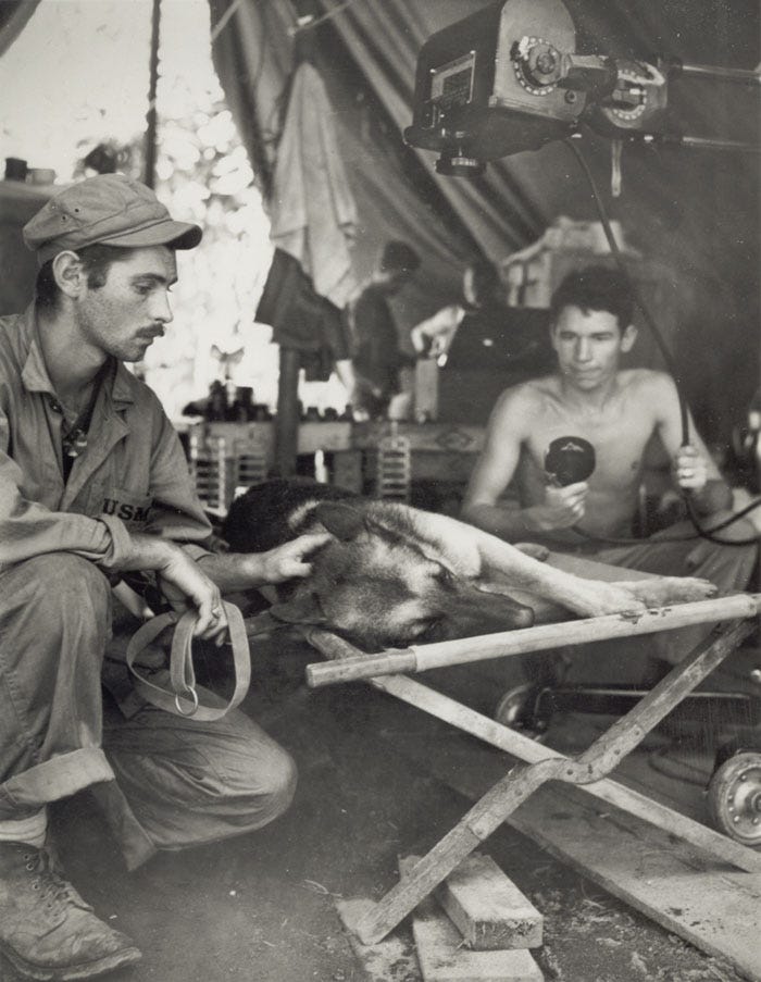 A Marine Corps German shepherd is comforted by his partner while being x-rayed. Shot by a Japanese sniper on Bougainville, the dog died of his injuries