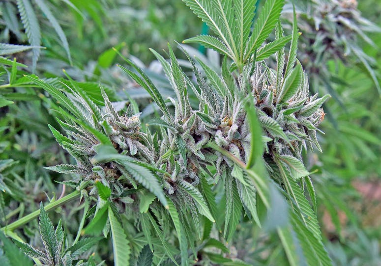 A close-up of a flowering marijuana plant in the production room of Modern Health Concepts' greenhouse on Tuesday, Jan. 17, 2017.