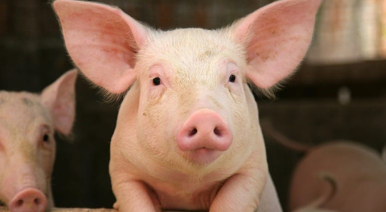 Pig