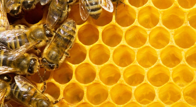 Bees