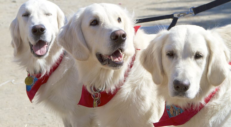 Service Dogs