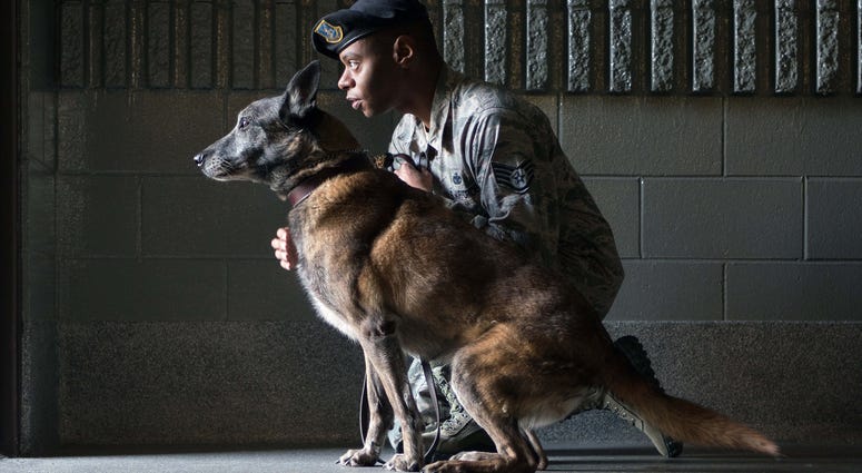 Military Working Dog Kimba