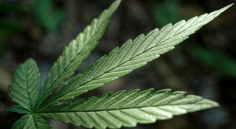 A marijuana plant leaf.