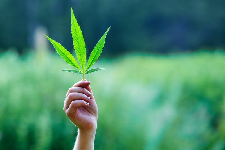 Hand holding a small marijuana leaf.