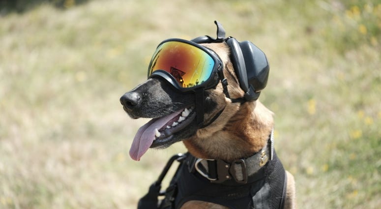 Dog in goggles