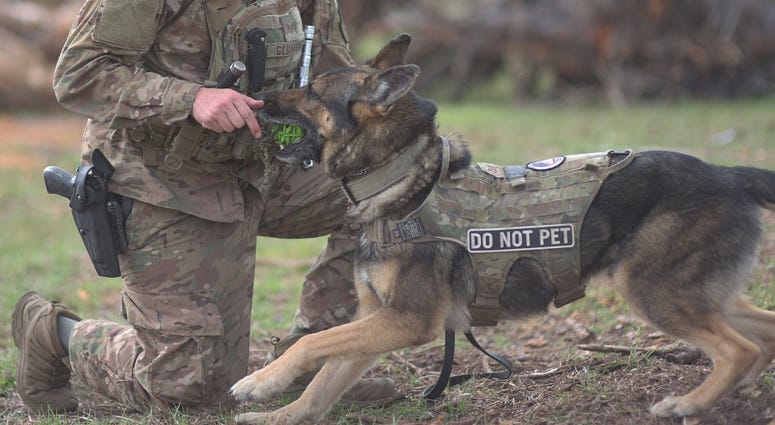 Dog and handler