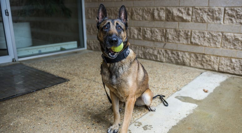 dog with ball