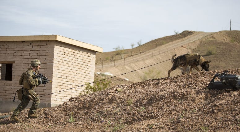 Marine and dog on patrol