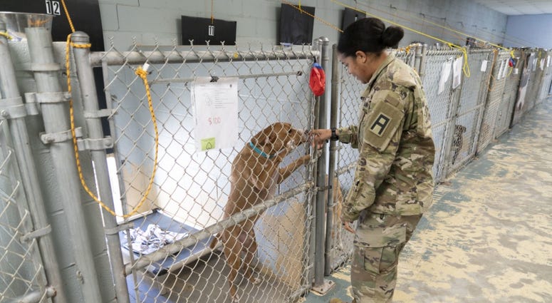 Soldier and shelter dog