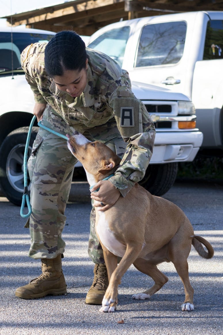 Soldier and shelter dog