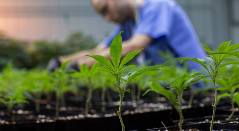 Grower James Walker tends to newly transplanted cannabis at PharmaCann, LLC, a medical marijuana cultivation center. © TNS