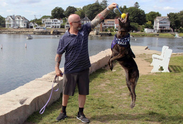 U.S. Navy SEAL James Hatch plays with his service dog, Mina, near his home in Branford, Conn. The 52-year-old, who was seriously injured during a mission to find U.S. Army Sgt. Bowe Bergdahl in Afghanistan, is starting his freshman year at Yale University Hatch