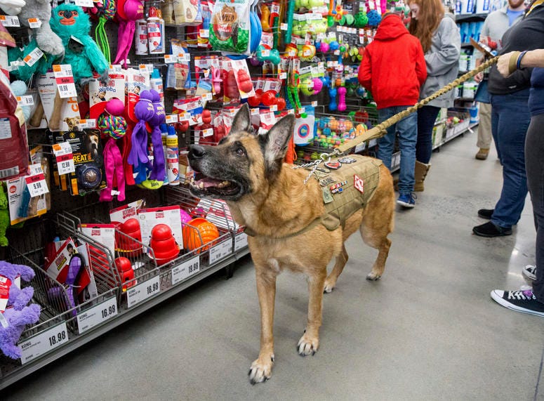 Staff Sgt. Agbar, a retired war dog, looks for a new toy during a visit to Pet Supplies Plus Staff Sgt. Agbar, a retired war dog, looks for a new toy during a visit to Pet Supplies Plus