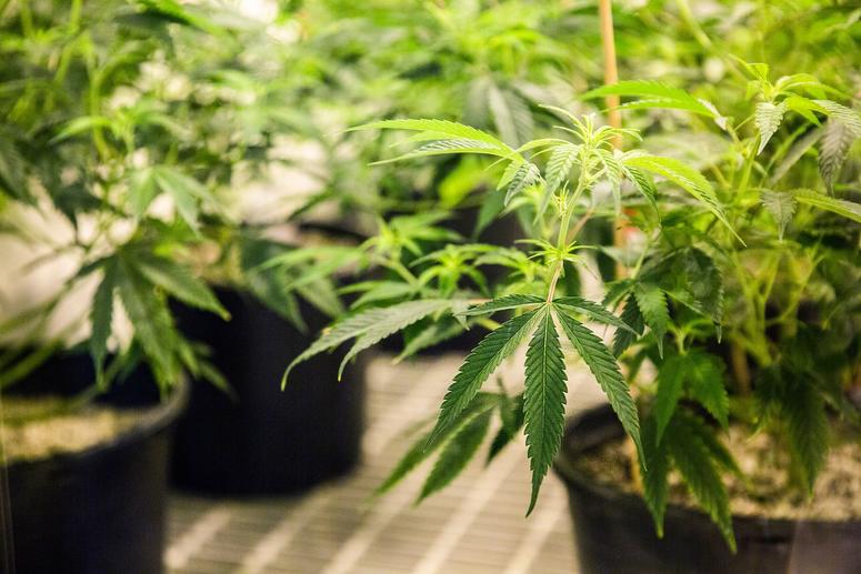 Cannabis plants grow in Iowa's first facility for producing medical-marijuana products, MedPharm Iowa, during their ribbon cutting event on Thursday, Nov. 1, 2018, in Des Moines.