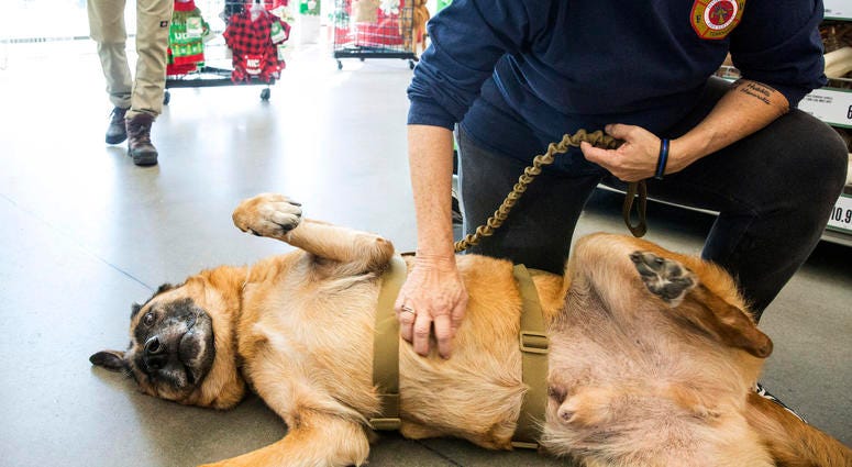 Staff Sgt. Agbar, a retired war dog, has his belly rubbed during a visit to Pet Supplies Plus Staff Sgt. Agbar, a retired war dog, has his belly rubbed during a visit to Pet Supplies Plus