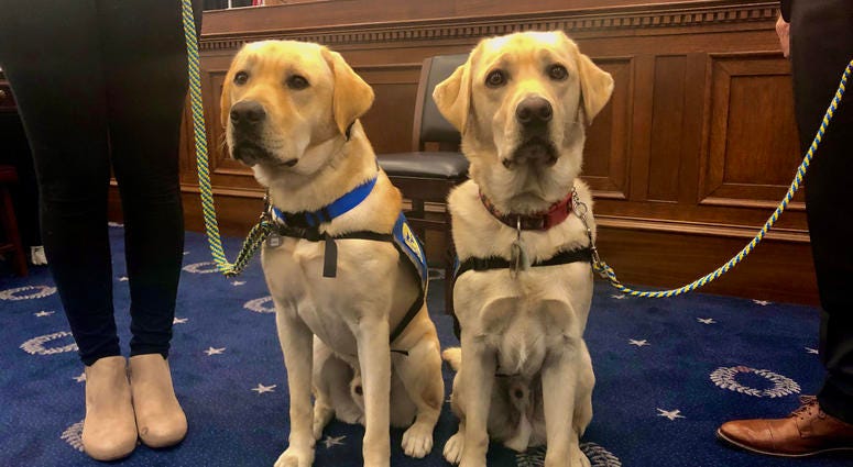 Canine Companions for Independence service dogs Hannon and Wembley. CCIdogs