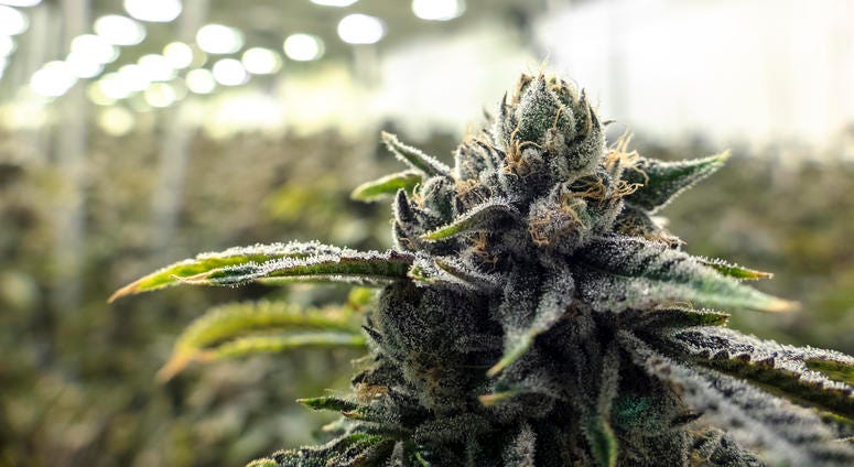 Weed