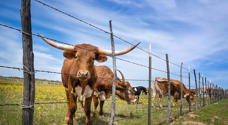Cow
