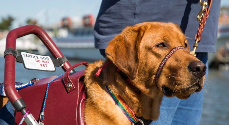 A service dog for a woman assists her as she walks nears the Lewes and Rehoboth Canal in Lewes, DE, USA.
