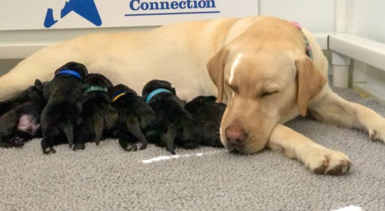 Skye and her puppies
