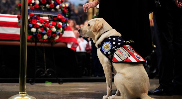 Sully, former President George H.W. Bush's service dog, pays his respect to President Bush as he lie in state at the U.S. Capitol in Washington, Tuesday, Dec. 4, 2018.