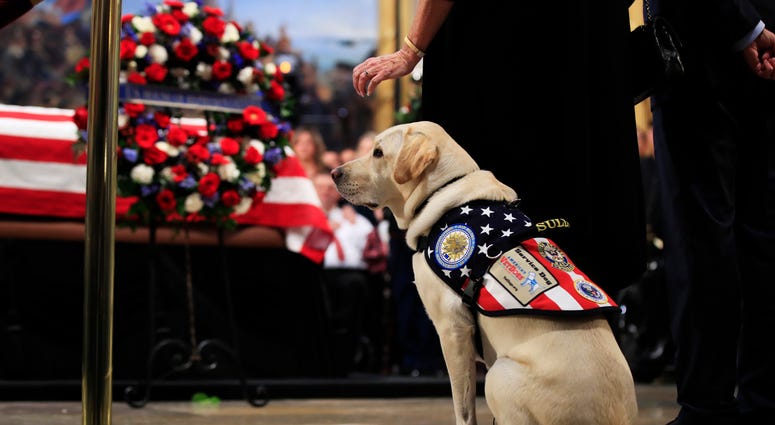 Sully, former President George H.W. Bush's service dog, pays his respect to President Bush as he lie in state at the U.S. Capitol in Washington, Tuesday, Dec. 4, 2018.