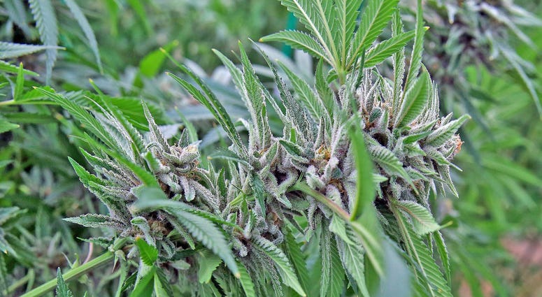 A close-up of a flowering marijuana plant in the production room of Modern Health Concepts' greenhouse on Tuesday, Jan. 17, 2017.