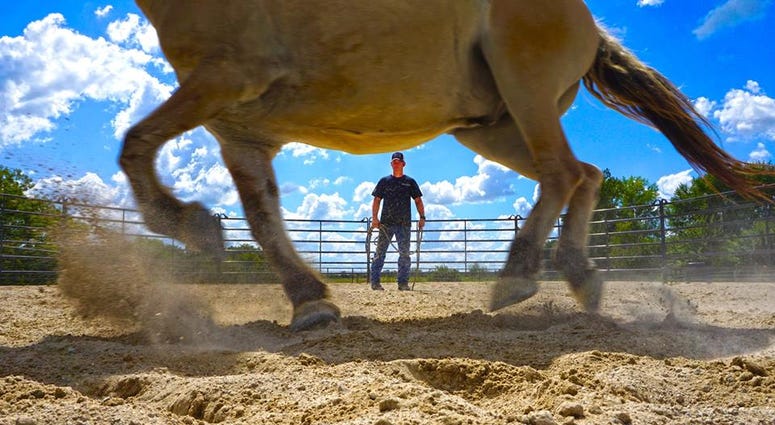 War Horses for Veterans is a non-profit based in Stillwell, KS.