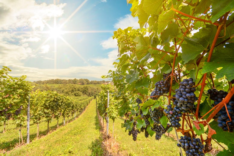 Photo of a winery.