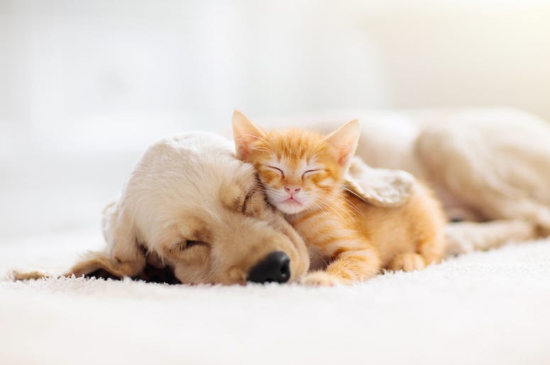 Placer SPCA