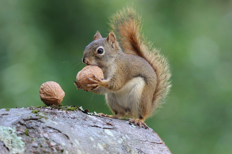 Nuts & Berries Raffle Event