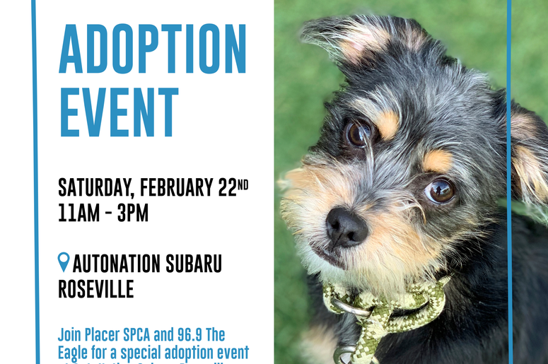 SPCA Adoption Event