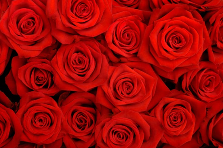 roses