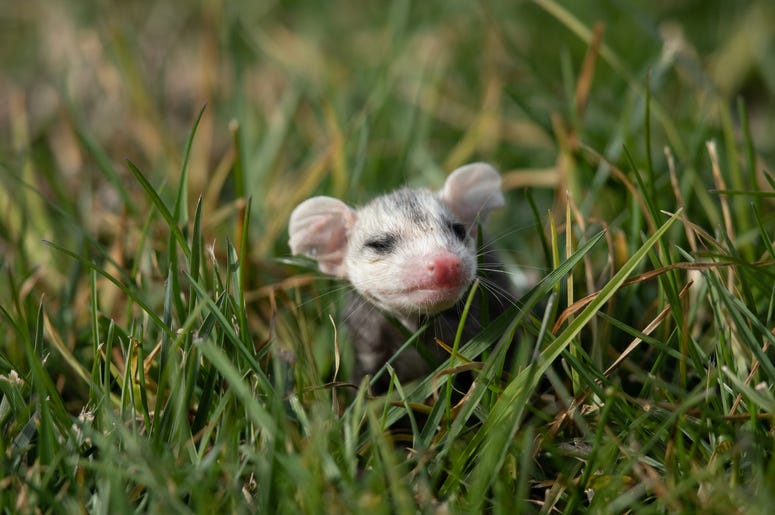 Cute Possum 3