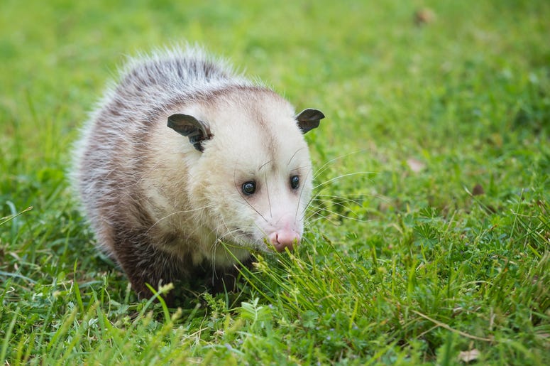 Cute Possum 12