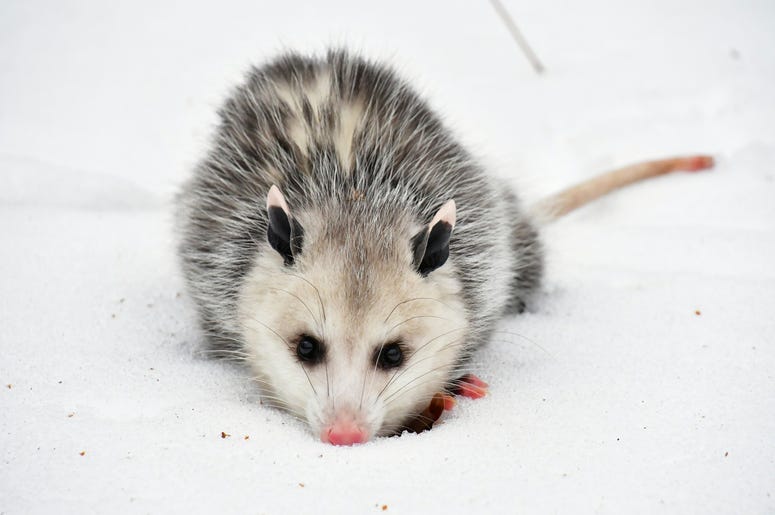 Cute Possum 4
