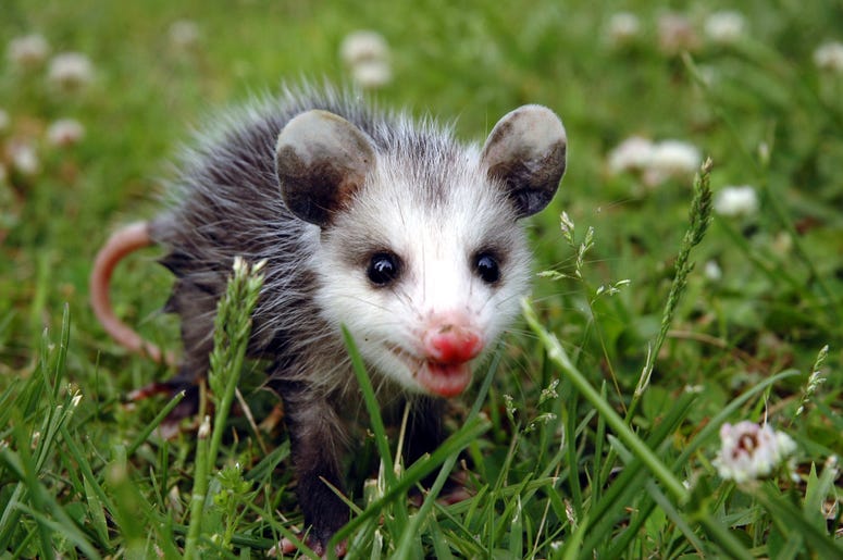 Cute Possum 8