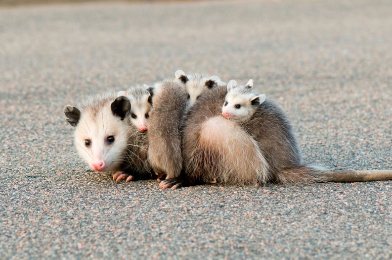 Cute Possum 11