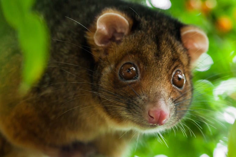 Cute Possum 2