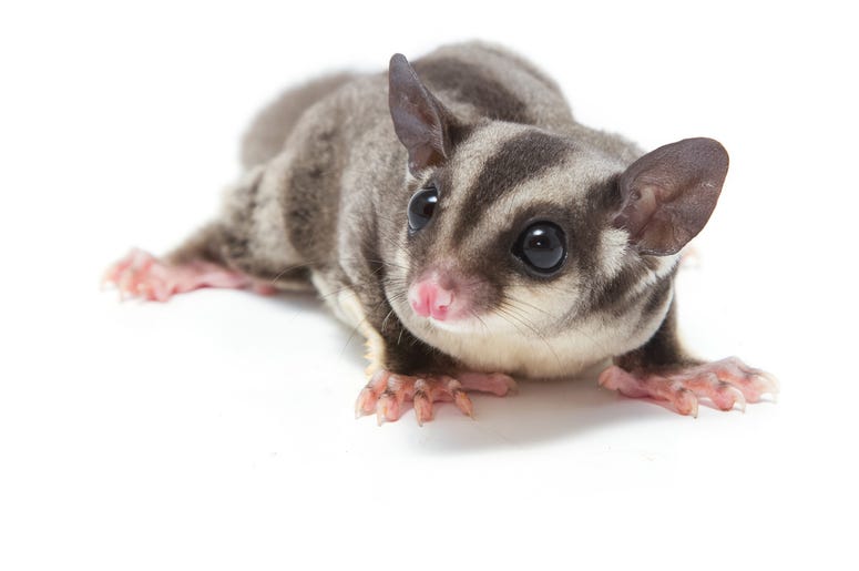 Cute Possum 1