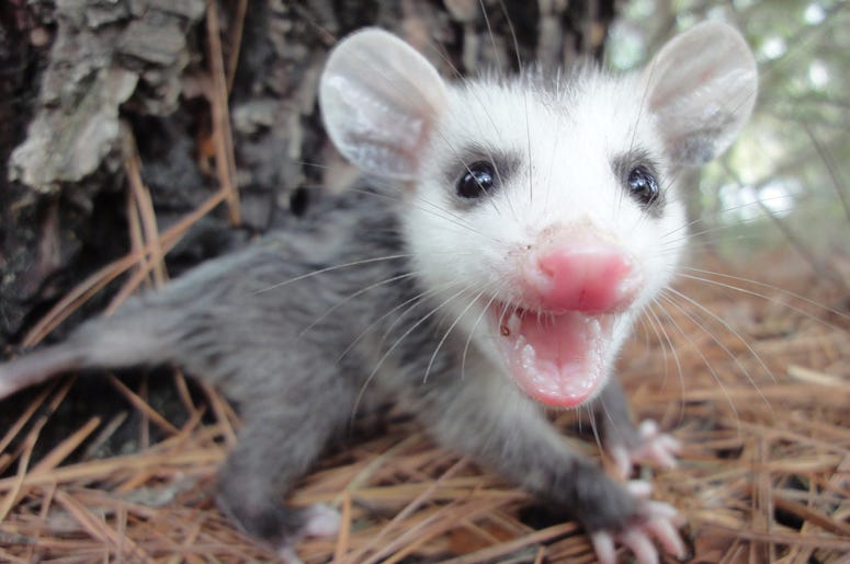 Cute Possum 7